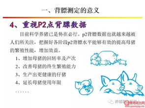 规模猪场母猪背膘的测定与调节体况方法