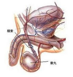 了解隐睾期男性的症状表现