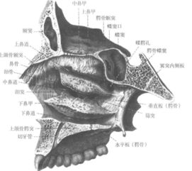 骨性鼻腔解剖图 搜狗图片搜索