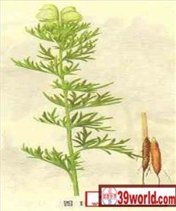 毛茛科植物有哪些,铁棒七是什么植物？
