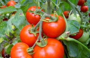 西红柿的最佳搭档找到了,搭配一起吃,减肥又瘦身,还能降血脂 物质 