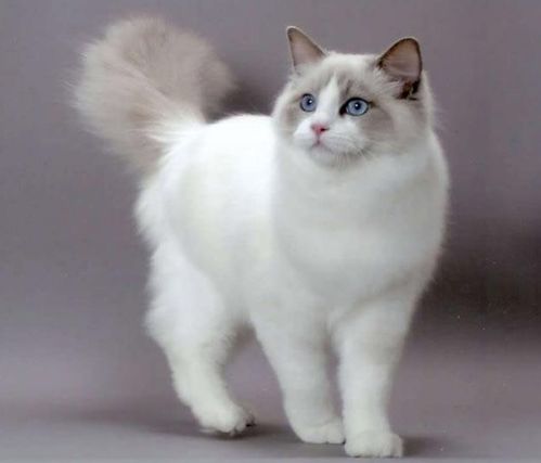 布偶猫的眼睛有琥珀色的吗 因为查出来说都是蓝色的,但是看图片又有看到琥珀色的,,朋友说他养的布 