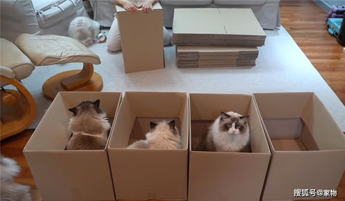 土豪女养11只布偶猫,自制纸箱玩具,场面一度十分可爱