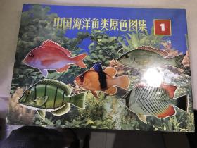 中国海洋鱼类原色图集 1 Atlas of the sea fishes of China in live colour Volume 1