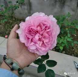 此花,比玫瑰漂亮,比桂花还香,一年能开200天,比兰花强多了 花朵 