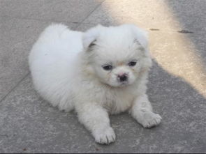 我家养了一只纯白色的小狗,非常可爱,可是家里人都说白色的狗不吉利 有这样的说法吗 