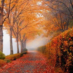 古诗词里的秋天,美得让人窒息 