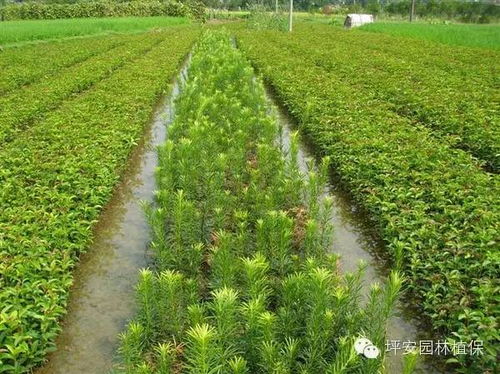 园林人必看 夏季苗木养护管理八个要点 