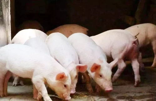 猪得了传染性胃肠炎怎么办,养猪时，仔猪易发生腹泻，要如何防治呢
