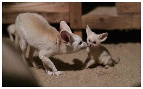 宠物界里的 新宠儿 ,娇小可爱有萌感,它的名字叫耳廓狐