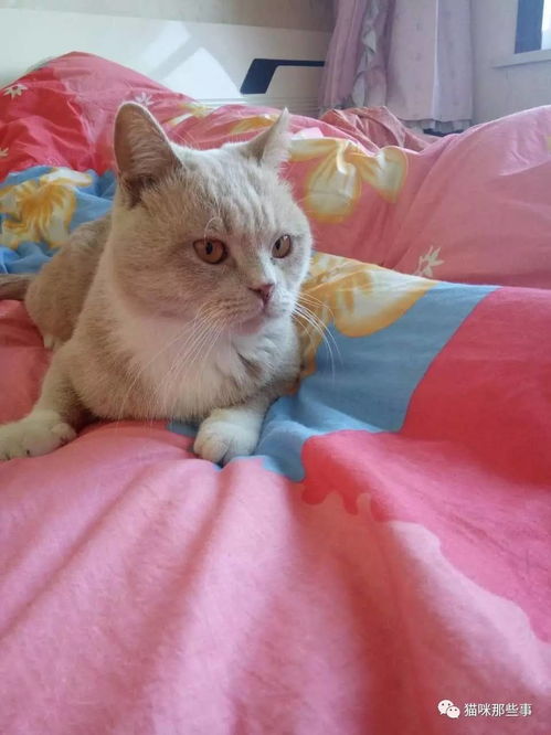养猫后怎么换床单被罩