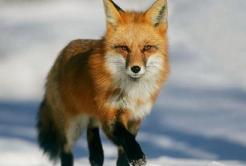 狐狸养殖技术视频,怎样养狐狸,狐狸养殖前景 