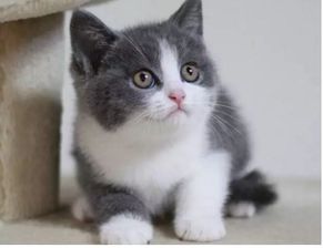 图 英国短毛猫多少钱一只 纯种英国短毛猫一般多少钱一只 重庆宠物猫 