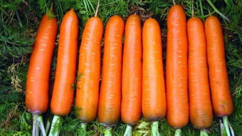 胡萝卜的种植方法与技术要点,胡萝卜冷棚种植方法