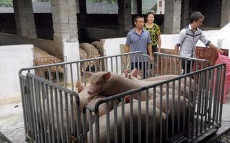 猪贩子非法改装称猪磅,偷去百头猪千余斤重量