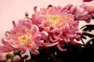 关于菊花和重阳节的诗句