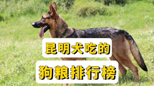 昆明犬一天得吃多少  第1張