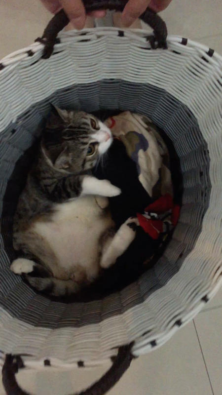 一只躺在脏衣篓里面荡秋千的猫咪 