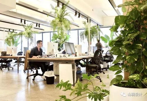 快来Get 人手一份的办公室绿植指南 植物 