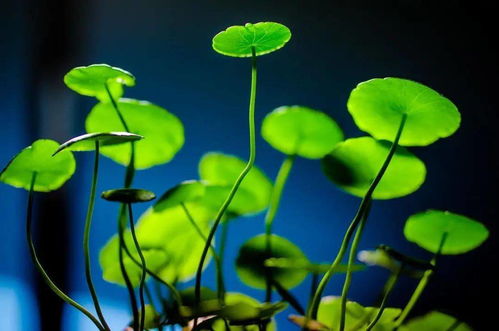 植物的几何之美