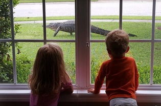 鳄鱼闯进自家草坪 2名儿童看得目不转睛 