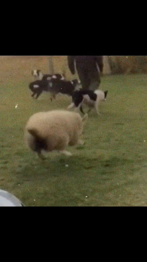 这只羊开心得蹦蹦跳跳 