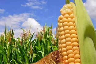 美国玉米为什么这么便宜 剖析中美玉米种植成本差异产生原因 