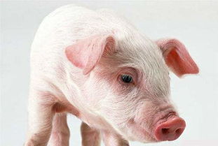 猪呼吸道病用什么药 最佳治疗方案