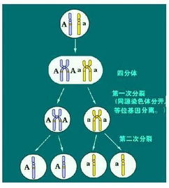 分离定律 搜狗百科 