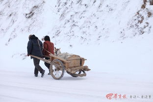 雪中拉羊车 