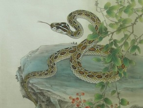 属蛇的年份,生肖蛇的出生年份