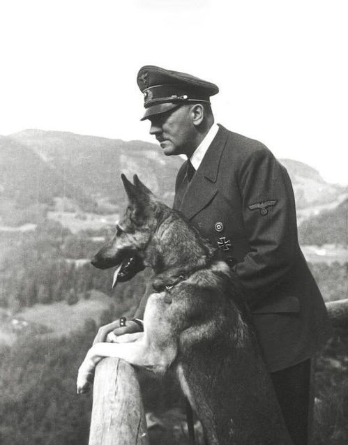 希特勒的情妇和爱犬 最忠于他的一人一狗,为何双双服毒死