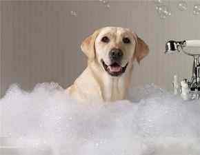 第一次给狗狗洗澡,如何正确掌握方法 