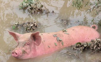 安徽滁州 老人养猪场被冲垮后痛哭 部分猪被人捞走不愿归还 