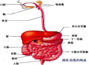 消化道出血的介入治疗