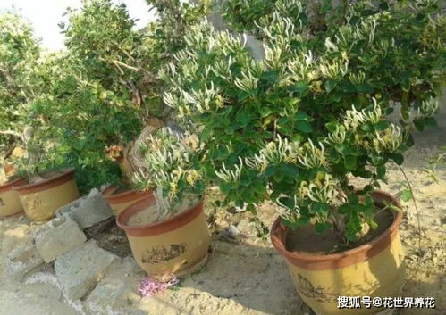 聪明人什么花也不养,却去养这 4种 植物,难怪身体越来越好