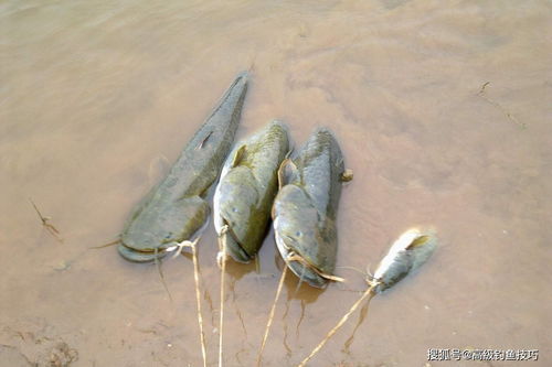 鲶鱼最喜欢吃哪种味型的食物 鲶鱼的摄食习性和垂钓方法