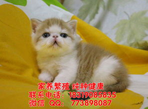 深圳哪里有卖加菲猫 深圳加菲猫一只多少钱