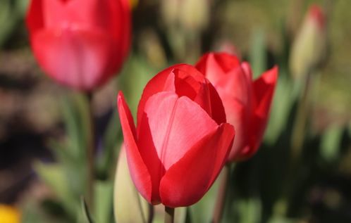 3月,桃花报喜,满面春风,3大生肖喜泪横流,旧情人心动回头