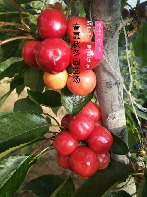 黑龙江省大地红樱桃樱桃苗种植技术 