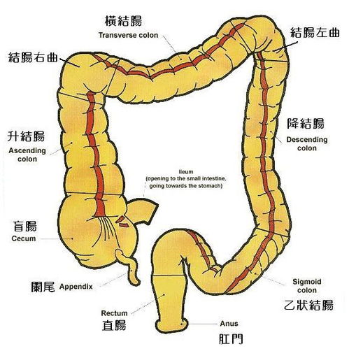 盲肠 信息图文欣赏 信息村 K0w0m Com