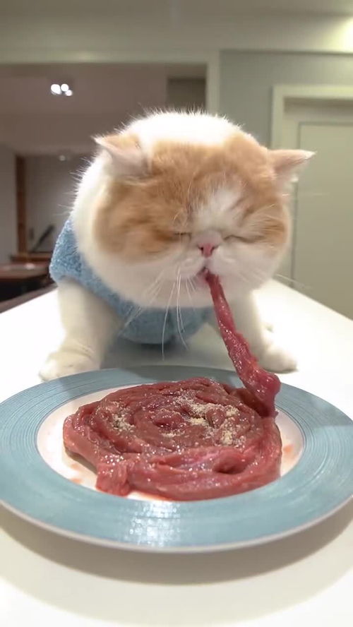 加菲猫就是不一样,一口气居然吃完一盘牛肉 