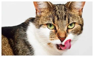 猫咪一直不吃饭是怎么回事 猫食欲不振的这10个原因你得了解