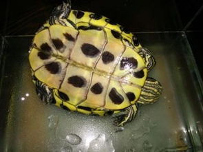 巴西龟的水温