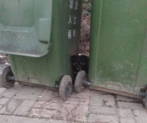 小黑狗失去母亲整日在垃圾桶旁不愿离开令人心碎