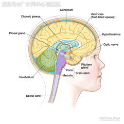 交感神经的结构和功能特点的叙述（交感神经与副交感神经的结构和功能特征）
