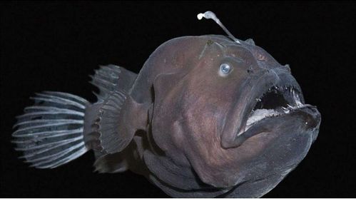 万米深海下的鱼到底有多恐怖,这已经不是鱼了