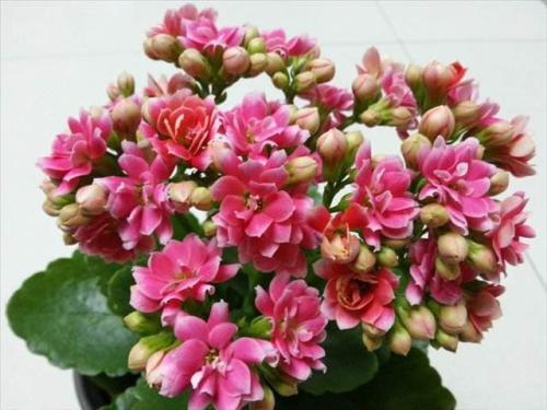 4月养长寿花,盆里掺点它,一盆能开50朵,花期长达半年以上 花友 