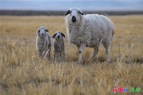 行摄草原丨 小可爱 结伴到来 牧民道 斯琴巴特喜接数百只双胞胎羊羔