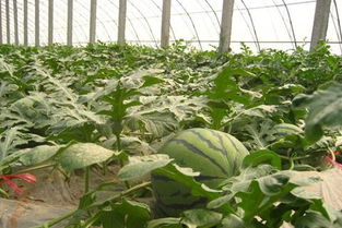 西瓜几月份播种,西瓜几月份播种